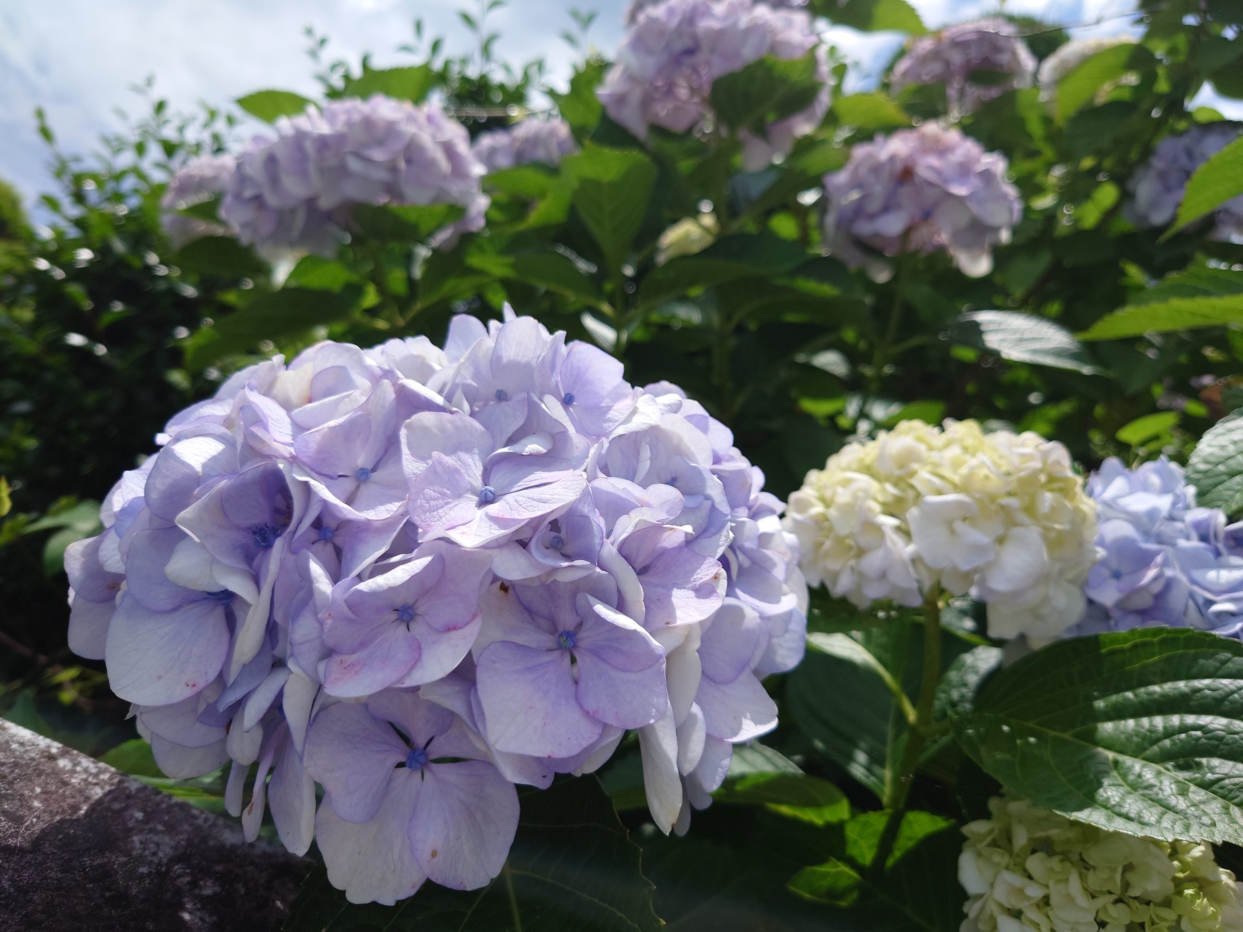 せとうちリビングホーム