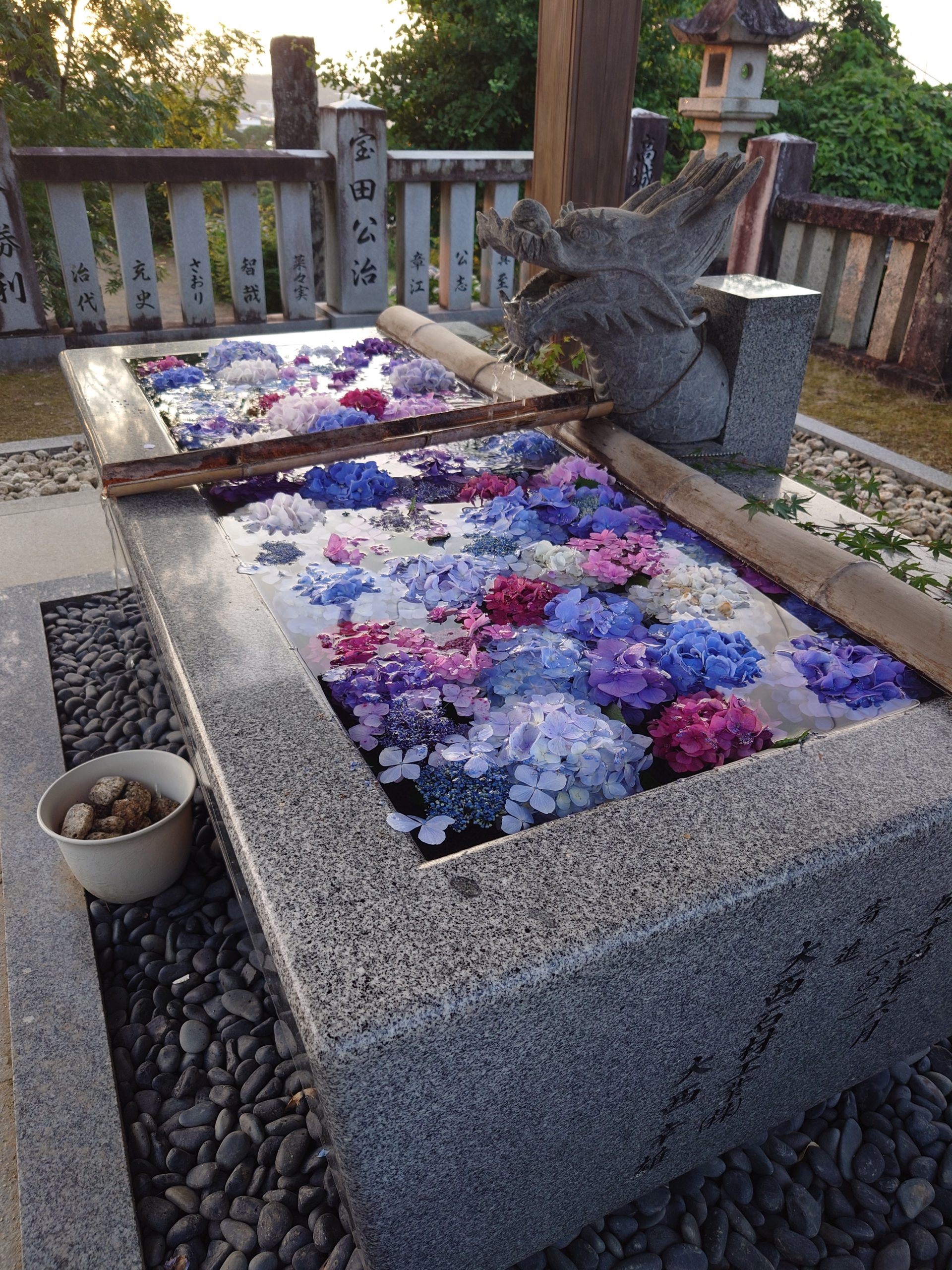 ★観音寺市にある粟井神社にあじさい鑑賞に行きました!(令和7年6月16日)★